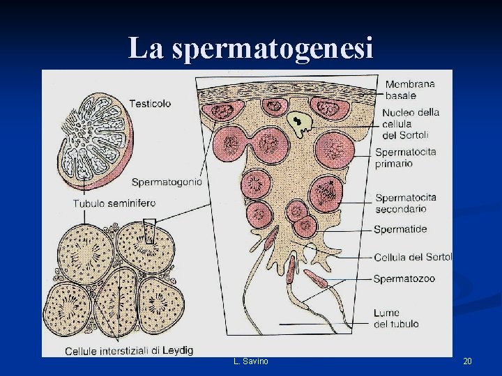 La spermatogenesi L. Savino 20 La spermatogenesi L. Savino 20