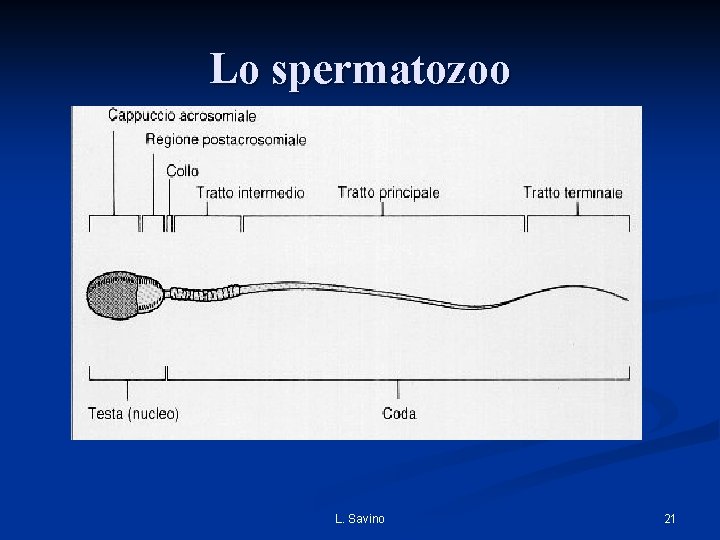 Lo spermatozoo L. Savino 21 