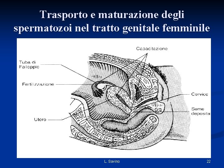 Trasporto e maturazione degli spermatozoi nel tratto genitale femminile L. Savino 22 