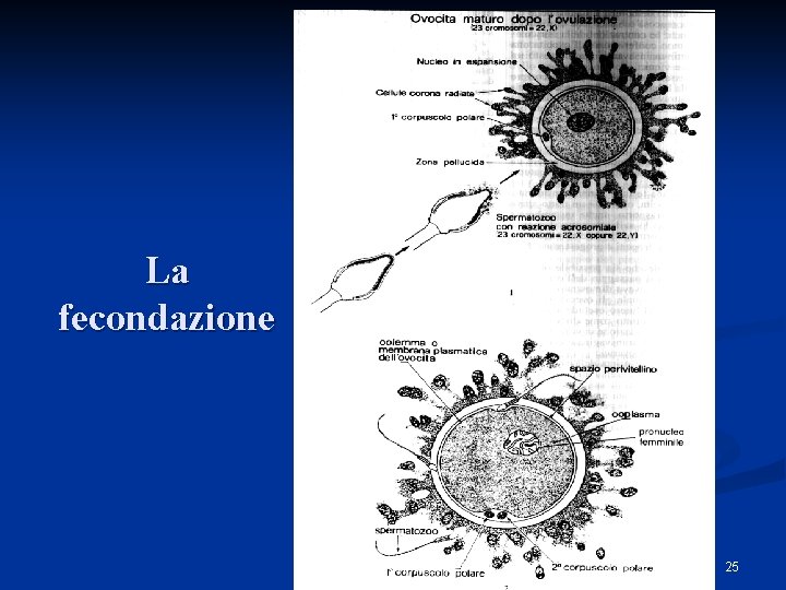 La fecondazione L. Savino 25 