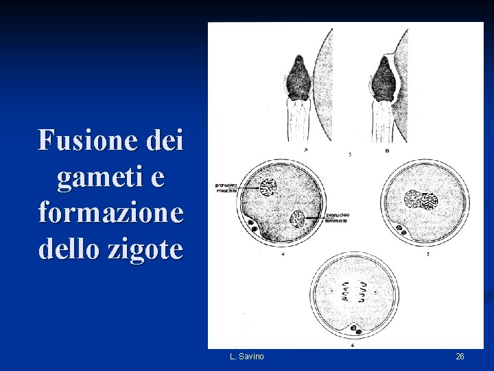 Fusione dei gameti e formazione dello zigote L. Savino 26 