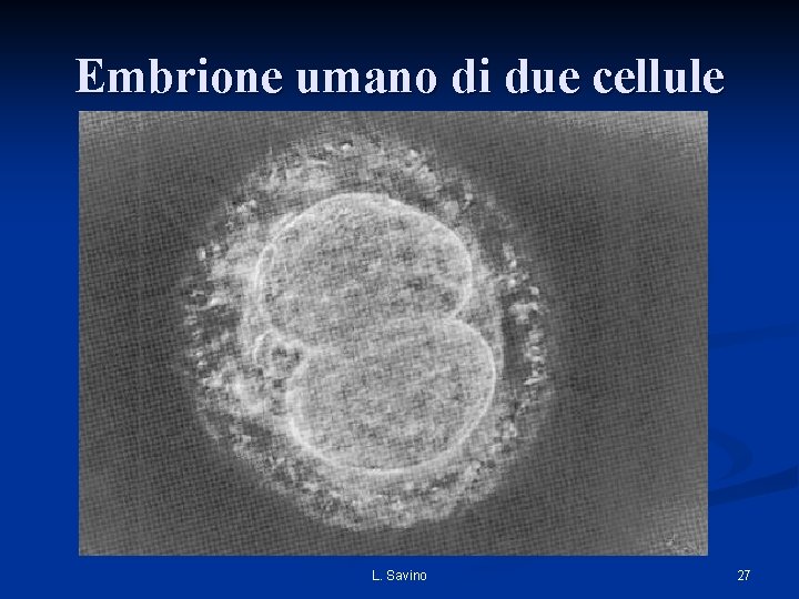 Embrione umano di due cellule L. Savino 27 