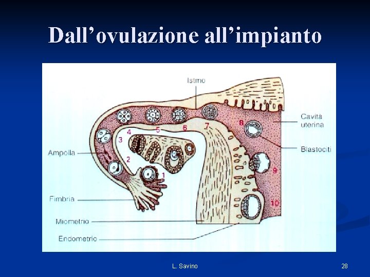 Dall’ovulazione all’impianto L. Savino 28 