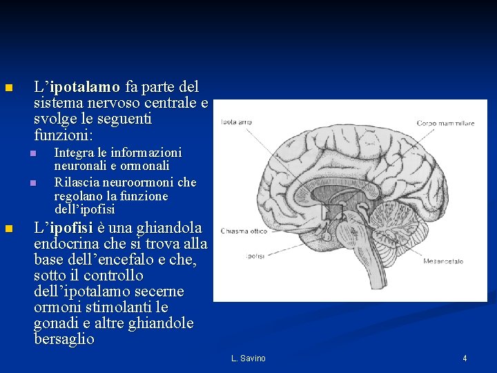 n L’ipotalamo fa parte del sistema nervoso centrale e svolge le seguenti funzioni: n