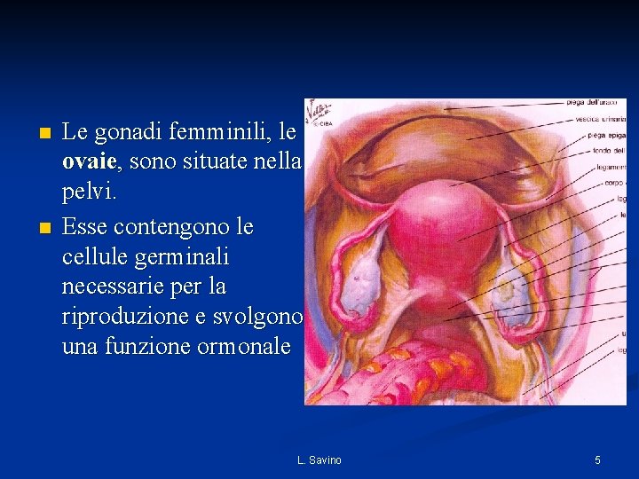 n n Le gonadi femminili, le ovaie, sono situate nella pelvi. Esse contengono le n n Le gonadi femminili, le ovaie, sono situate nella pelvi. Esse contengono le
