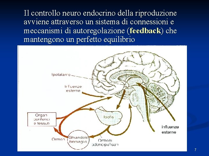 Il controllo neuro endocrino della riproduzione avviene attraverso un sistema di connessioni e meccanismi Il controllo neuro endocrino della riproduzione avviene attraverso un sistema di connessioni e meccanismi