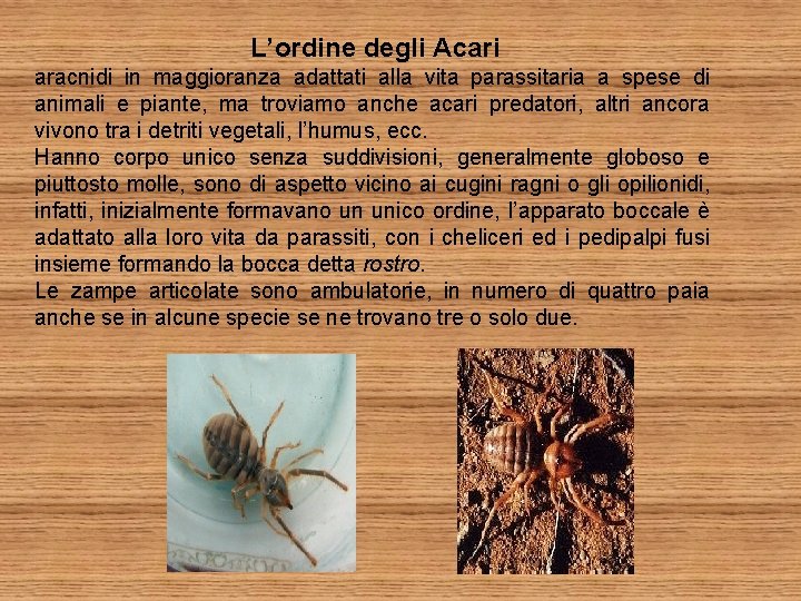 L’ordine degli Acari aracnidi in maggioranza adattati alla vita parassitaria a spese di animali