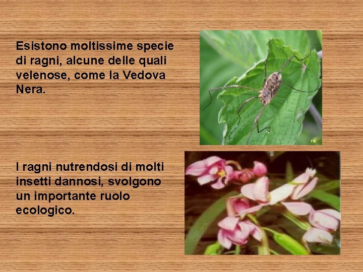 Esistono moltissime specie di ragni, alcune delle quali velenose, come la Vedova Nera. I