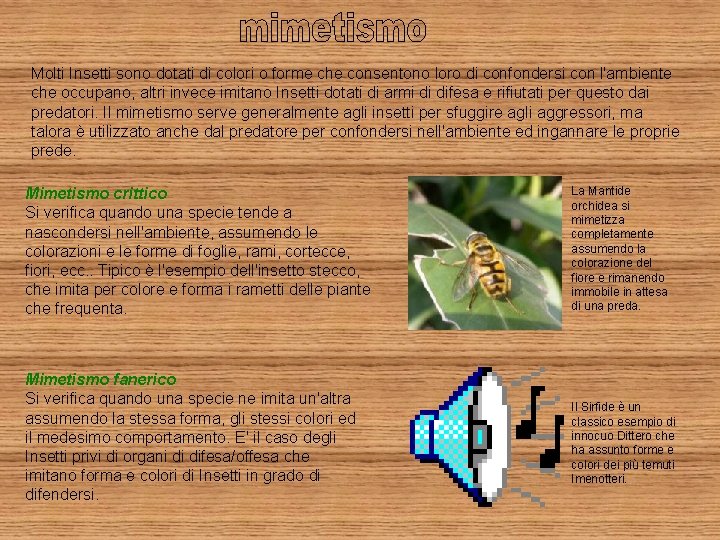 Molti Insetti sono dotati di colori o forme che consentono loro di confondersi con