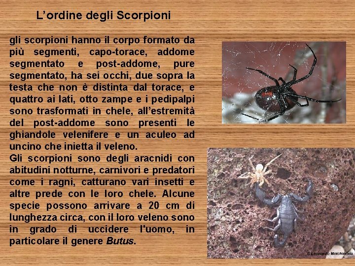 L’ordine degli Scorpioni gli scorpioni hanno il corpo formato da più segmenti, capo-torace, addome
