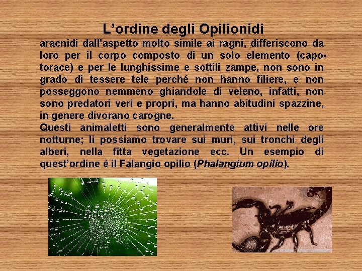 L’ordine degli Opilionidi aracnidi dall’aspetto molto simile ai ragni, differiscono da loro per il