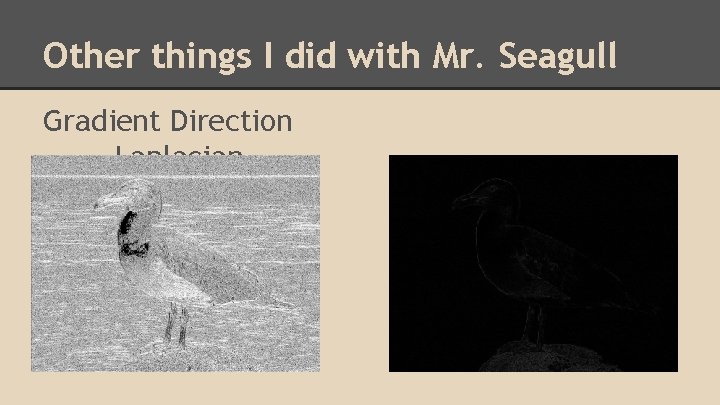 Other things I did with Mr. Seagull Gradient Direction Laplacian 