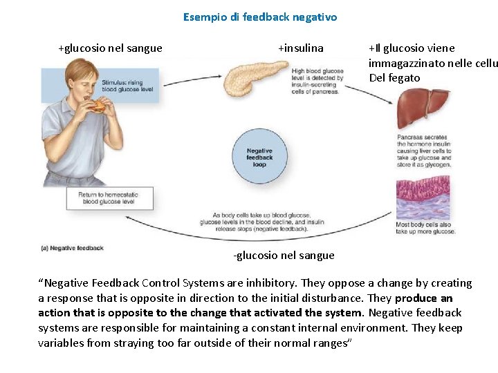 Esempio di feedback negativo +glucosio nel sangue +insulina +Il glucosio viene immagazzinato nelle cellu