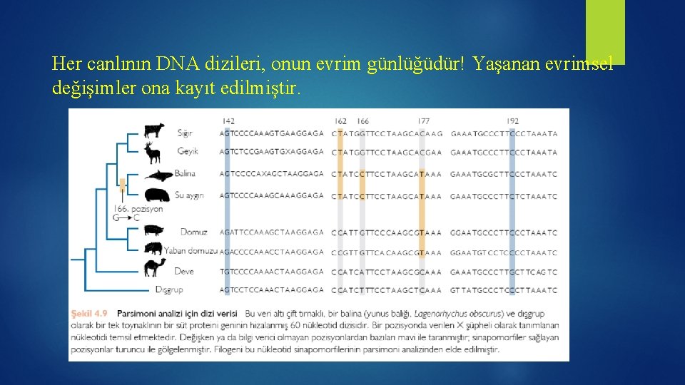 Her canlının DNA dizileri, onun evrim günlüğüdür! Yaşanan evrimsel değişimler ona kayıt edilmiştir. 
