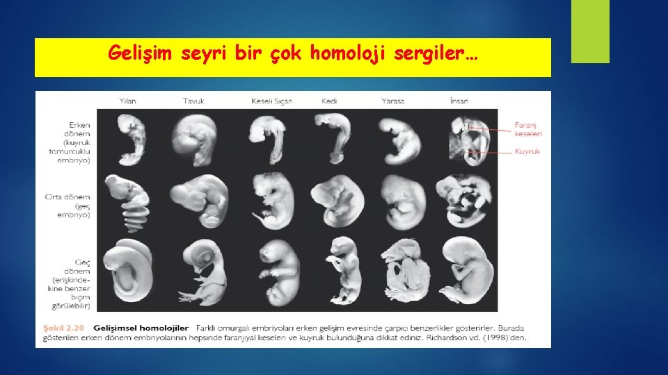 Gelişim seyri bir çok homoloji sergiler… 