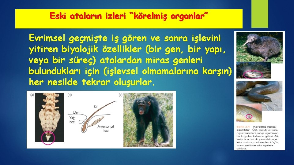 Eski ataların izleri “körelmiş organlar” Evrimsel geçmişte iş gören ve sonra işlevini yitiren biyolojik