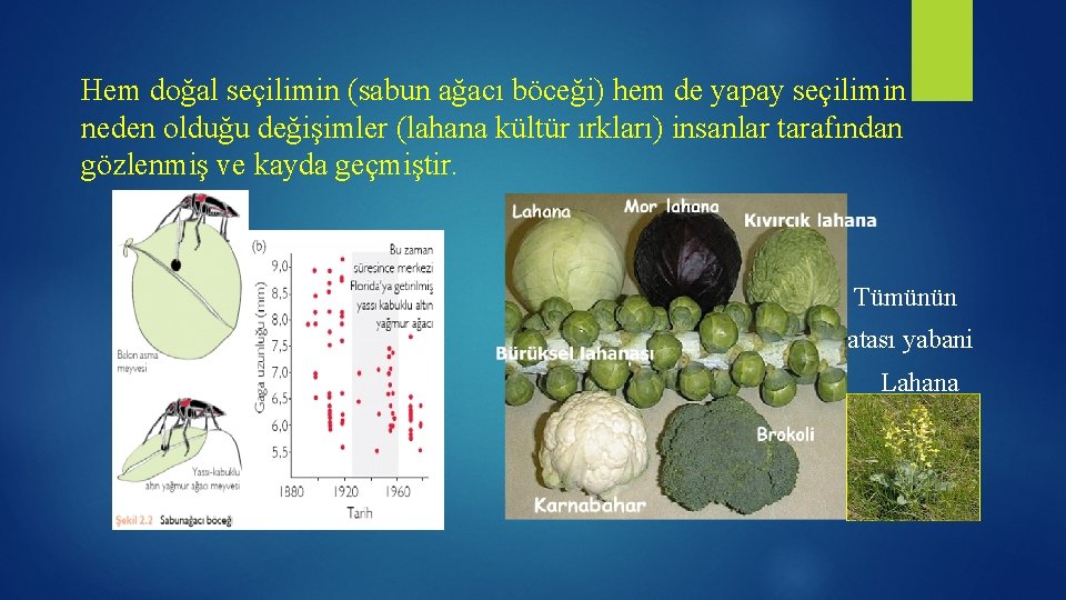 Hem doğal seçilimin (sabun ağacı böceği) hem de yapay seçilimin neden olduğu değişimler (lahana