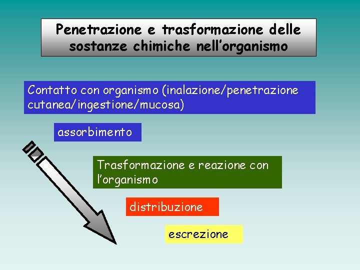 Penetrazione e trasformazione delle sostanze chimiche nell’organismo Contatto con organismo (inalazione/penetrazione cutanea/ingestione/mucosa) assorbimento Trasformazione