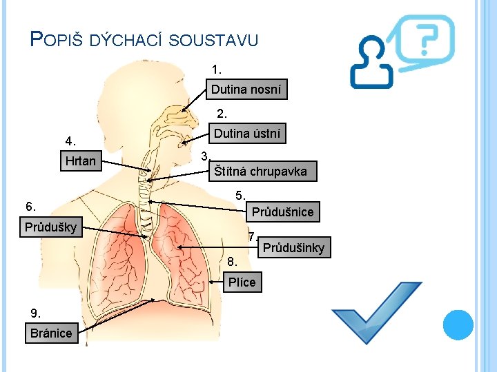 POPIŠ DÝCHACÍ SOUSTAVU 1. Dutina nosní 2. Dutina ústní 4. Hrtan 6. 3. Štítná