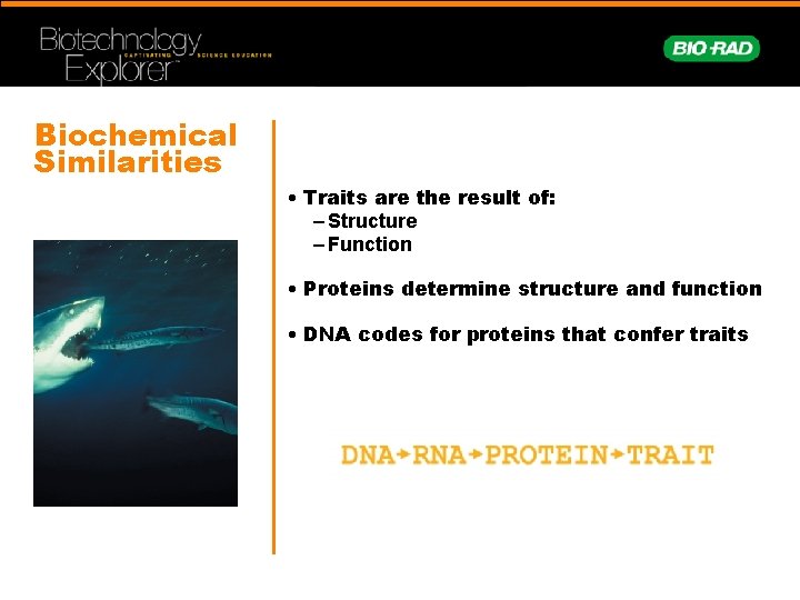 Biochemical Similarities • Traits are the result of: – Structure – Function • Proteins