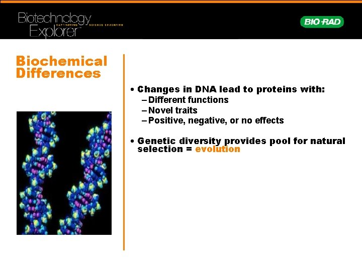 Biochemical Differences • Changes in DNA lead to proteins with: – Different functions –