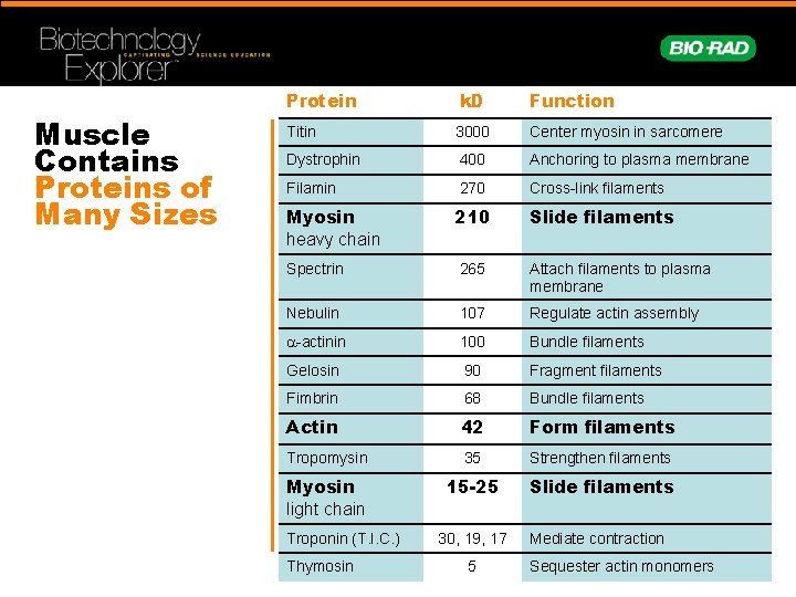 Muscle Contains Proteins of Many Sizes Protein k. D Function Titin 3000 Center myosin