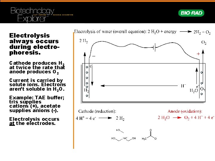 Electrolysis always occurs during electrophoresis. Cathode produces H 2 at twice the rate that