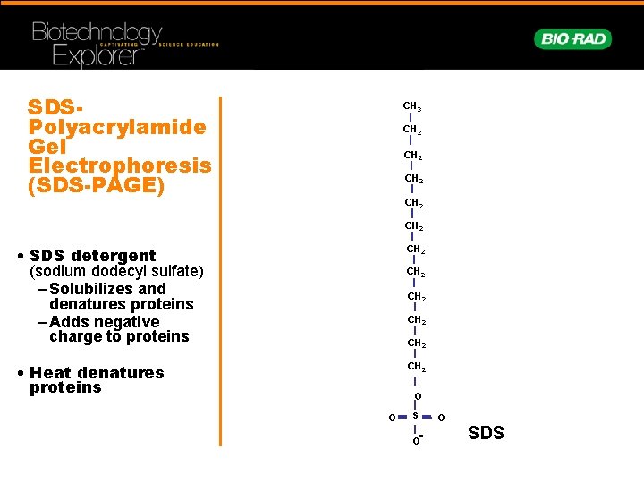 SDSPolyacrylamide Gel Electrophoresis (SDS-PAGE) CH 3 CH 2 CH 2 • SDS detergent (sodium