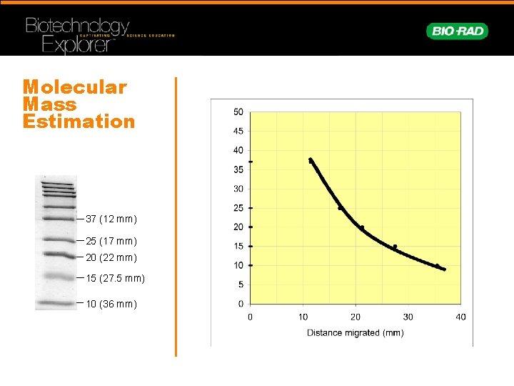 Molecular Mass Estimation 37 (12 mm) 25 (17 mm) 20 (22 mm) 15 (27.