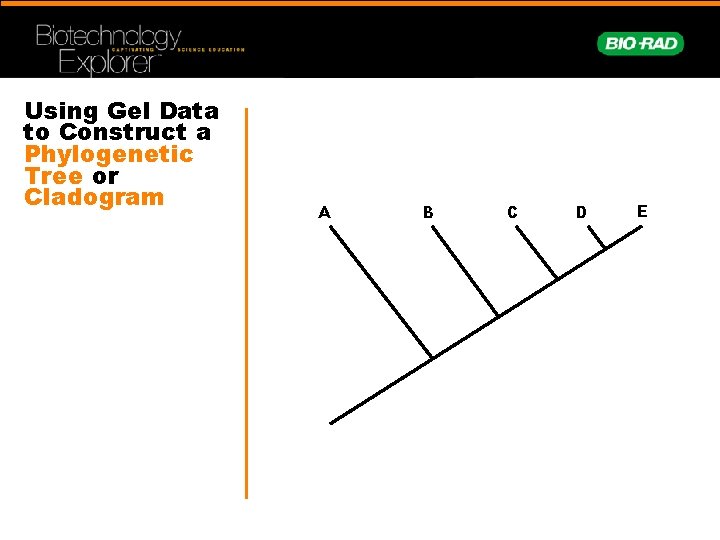 Using Gel Data to Construct a Phylogenetic Tree or Cladogram A B C D