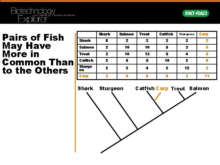 Pairs of Fish May Have More in Common Than to the Others Shark Salmon