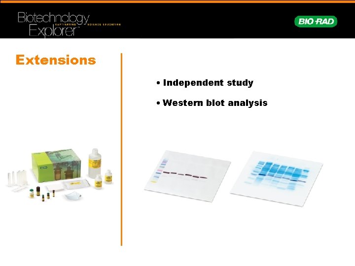 Extensions • Independent study • Western blot analysis 