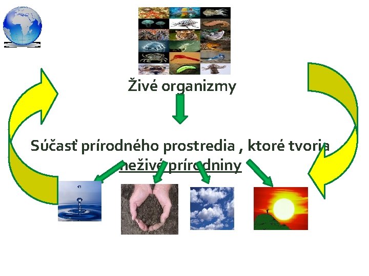 Živé organizmy Súčasť prírodného prostredia , ktoré tvoria neživé prírodniny 