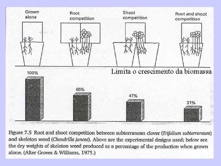 Limita o crescimento da biomassa 