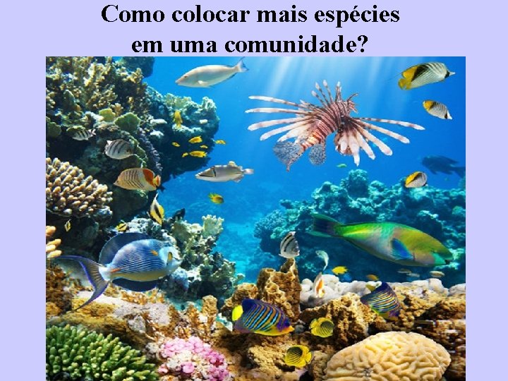 Como colocar mais espécies em uma comunidade? recurso 