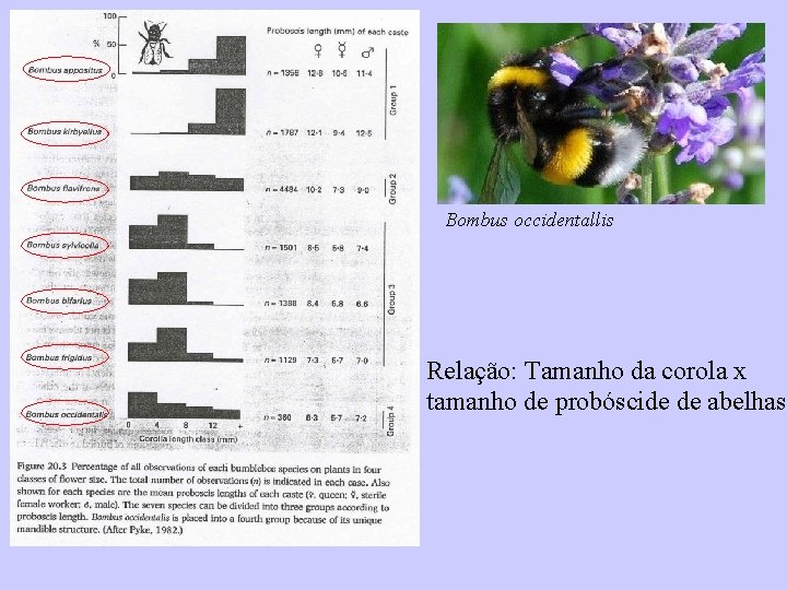 Bombus occidentallis Relação: Tamanho da corola x tamanho de probóscide de abelhas. 