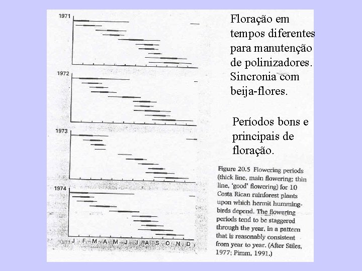 Floração em tempos diferentes para manutenção de polinizadores. Sincronia com beija-flores. Períodos bons e