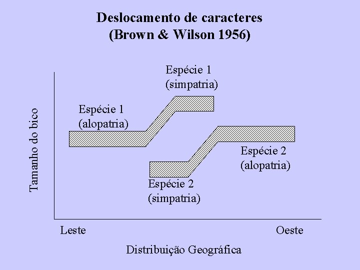Deslocamento de caracteres (Brown & Wilson 1956) Tamanho do bico Espécie 1 (simpatria) Espécie