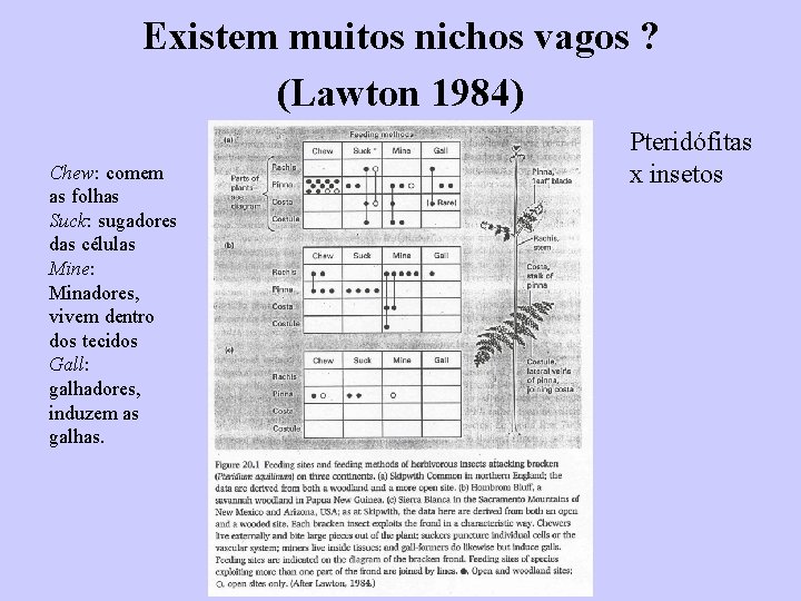 Existem muitos nichos vagos ? (Lawton 1984) Chew: comem as folhas Suck: sugadores das