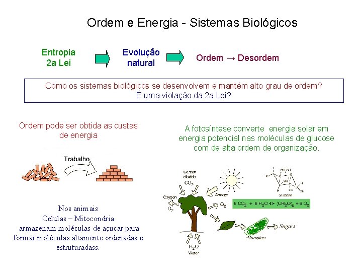Ordem e Energia - Sistemas Biológicos Entropia 2 a Lei Evolução natural Ordem →