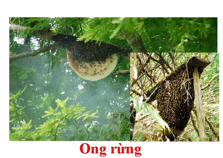 Ong rừng 