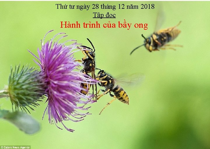 Thứ tư ngày 28 tháng 12 năm 2018 Tập đọc Hành trình của bầy