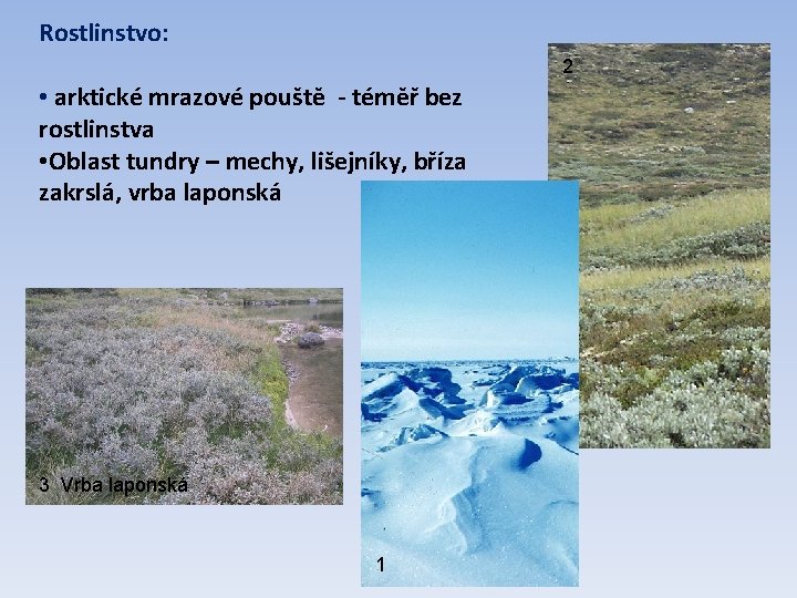 Rostlinstvo: 2 • arktické mrazové pouště - téměř bez rostlinstva • Oblast tundry –