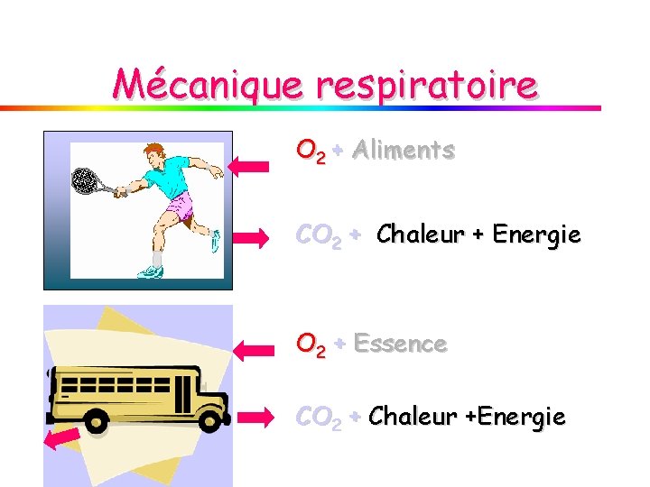 Mécanique respiratoire O 2 + Aliments CO 2 + Chaleur + Energie O 2 Mécanique respiratoire O 2 + Aliments CO 2 + Chaleur + Energie O 2