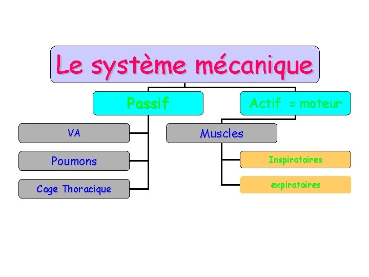 Le système mécanique Passif VA Actif = moteur Muscles Poumons Inspiratoires Cage Thoracique expiratoires Le système mécanique Passif VA Actif = moteur Muscles Poumons Inspiratoires Cage Thoracique expiratoires