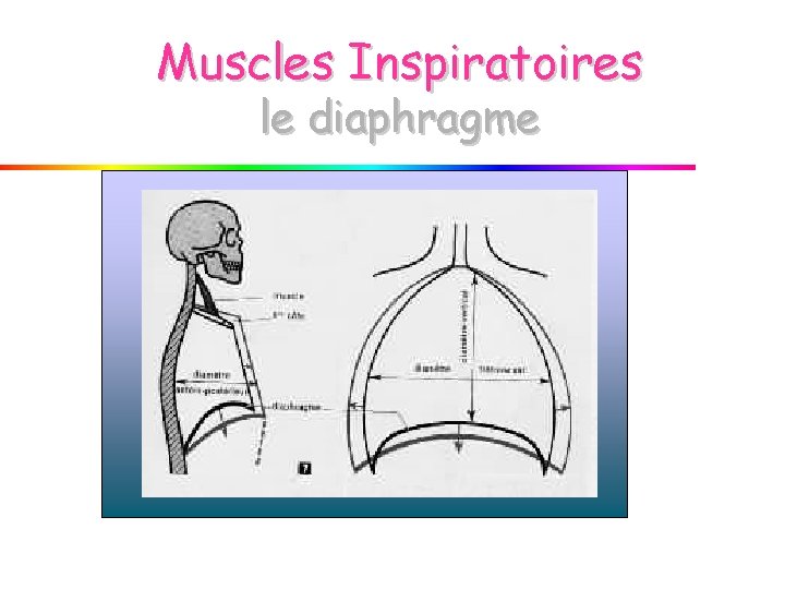 Muscles Inspiratoires le diaphragme Muscles Inspiratoires le diaphragme