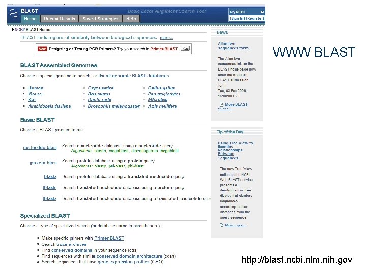 WWW BLAST http: //blast. ncbi. nlm. nih. gov 