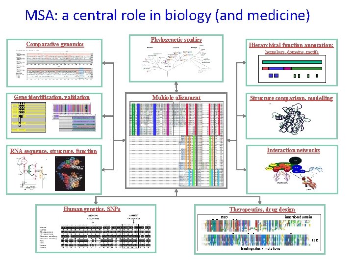 MSA: a central role in biology (and medicine) Comparative genomics Phylogenetic studies Hierarchical function