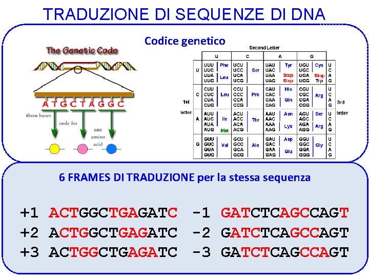 TRADUZIONE DI SEQUENZE DI DNA Codice genetico 6 FRAMES DI TRADUZIONE per la stessa