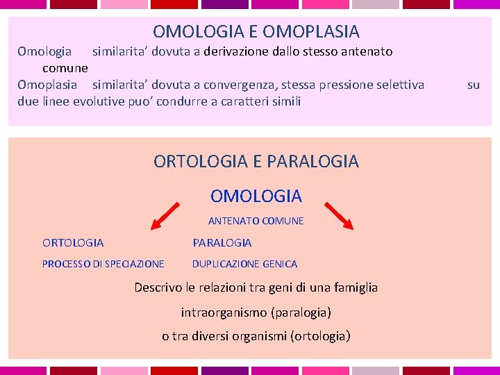 OMOLOGIA E OMOPLASIA Omologia similarita’ dovuta a derivazione dallo stesso antenato comune Omoplasia similarita’